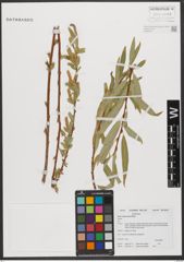 Foto von Salix subserrata Willd.